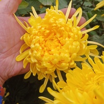 干花