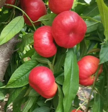 美国红蟠桃 油蟠7-7 金霞早油 蟠桃树苗 种苗 包品种