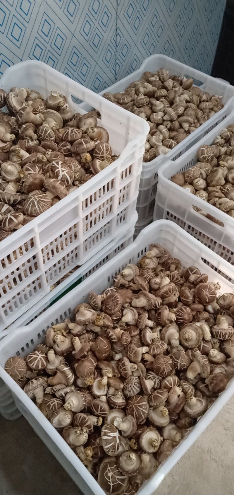 [鲜香菇批发]河南三门峡卢氏县鲜香菇 4.00元/斤808白加花 _ 一亩田