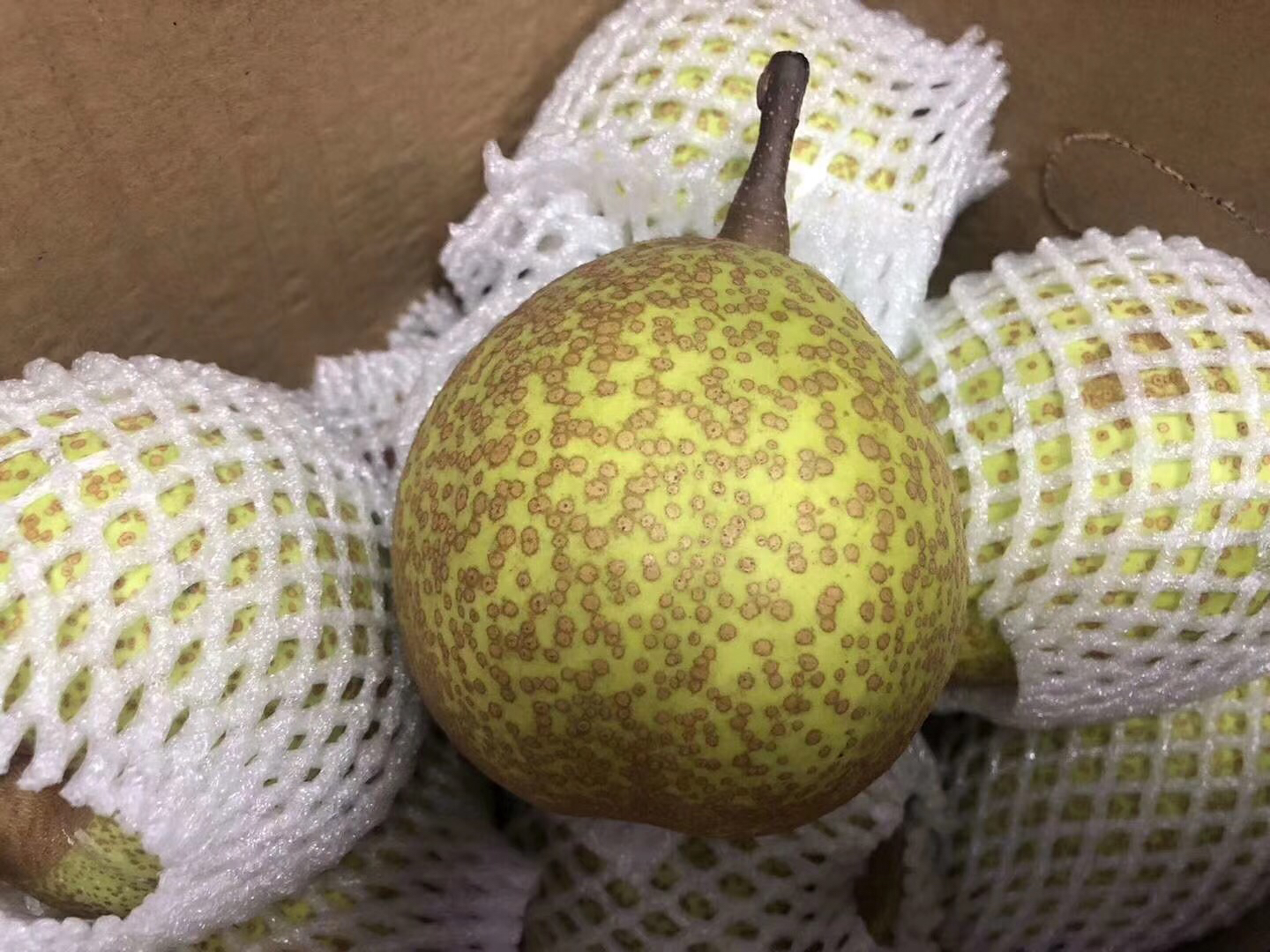 梨的横切面显微结构图