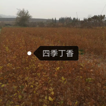 供应四季丁香小苗及工程用苗秋季大量预定中