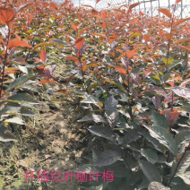 供应红叶榆叶梅小苗及多分枝大苗秋季大量出售