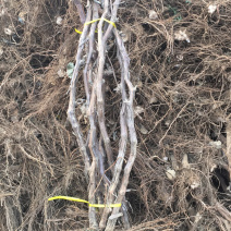 辽宁北镇3公分大葡萄树占地葡萄树