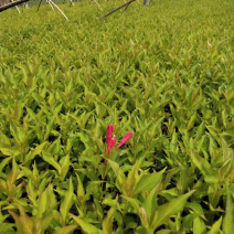 红王子锦带小苗及工程用苗秋季大量出售可以预定