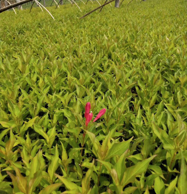 红王子锦带小苗及工程用苗秋季大量出售可以预定