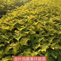 金叶风箱果小苗15-25公分高及工程用苗