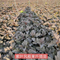 紫叶风箱果小苗15-20公分高大量出售工程苗