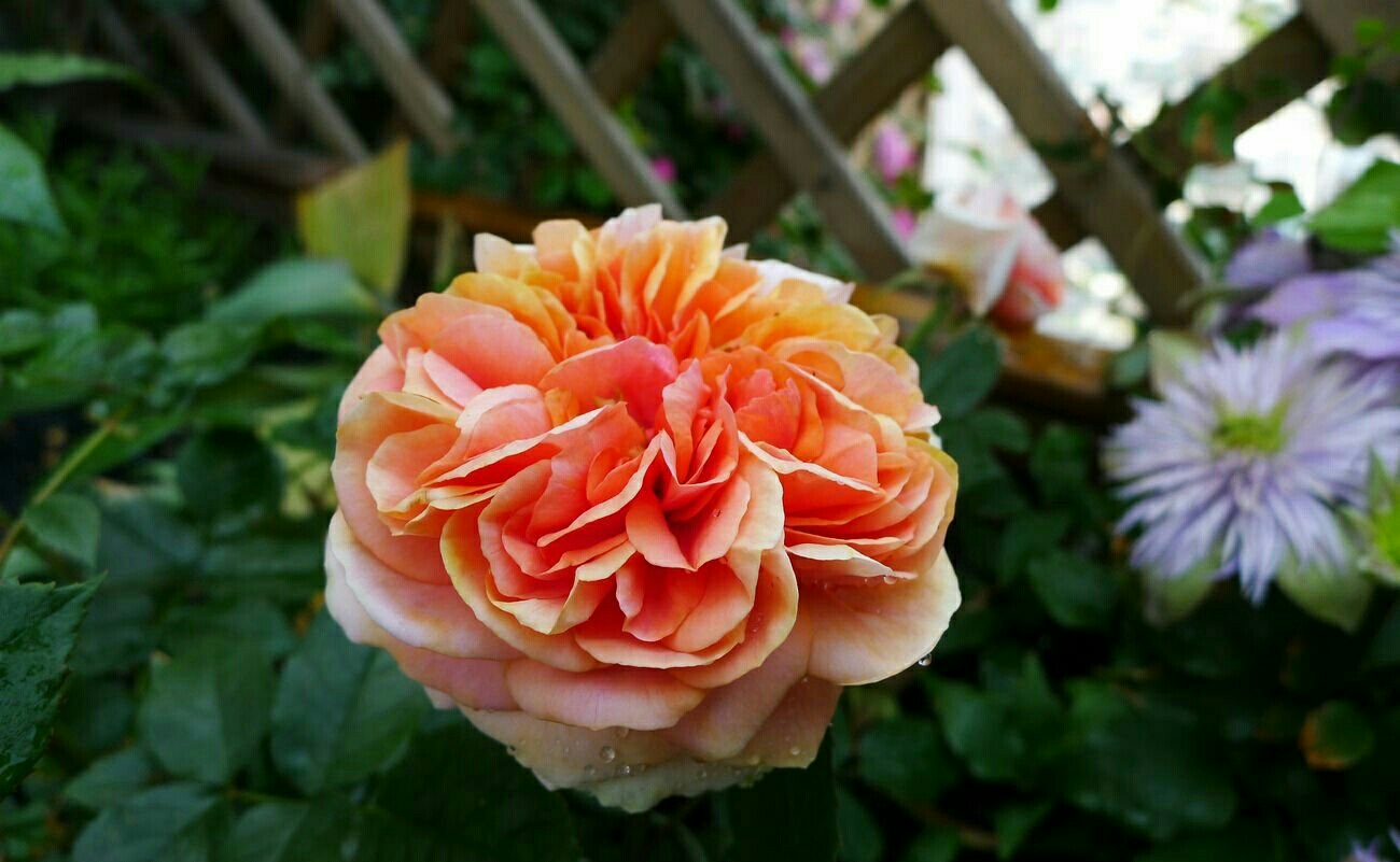 印象派月季盛开于花园围栏边，花朵呈柔和的粉橙色调，层层叠叠的花瓣展现出油画质感，枝条自然下垂并沿支架攀爬