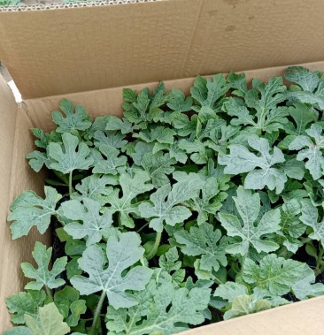 嫁接8424美都甜王西瓜苗