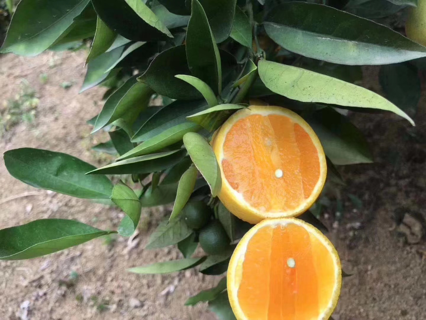 切开的夏橙特写图