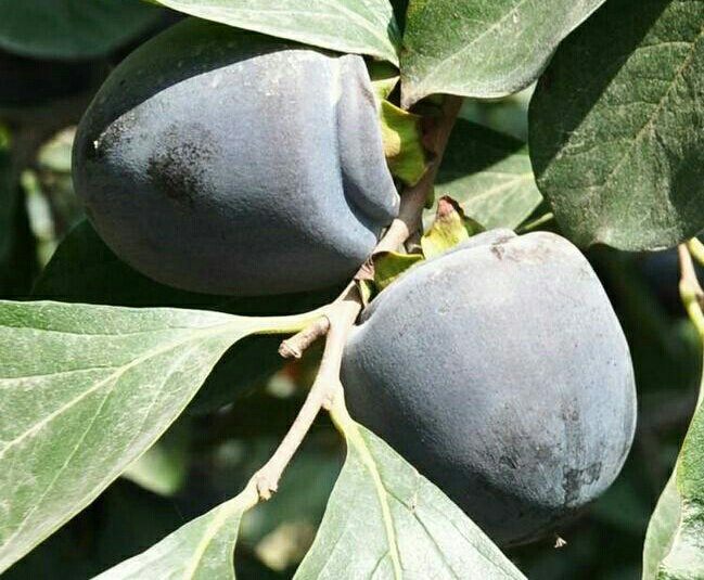 柿子变黑现象展示图