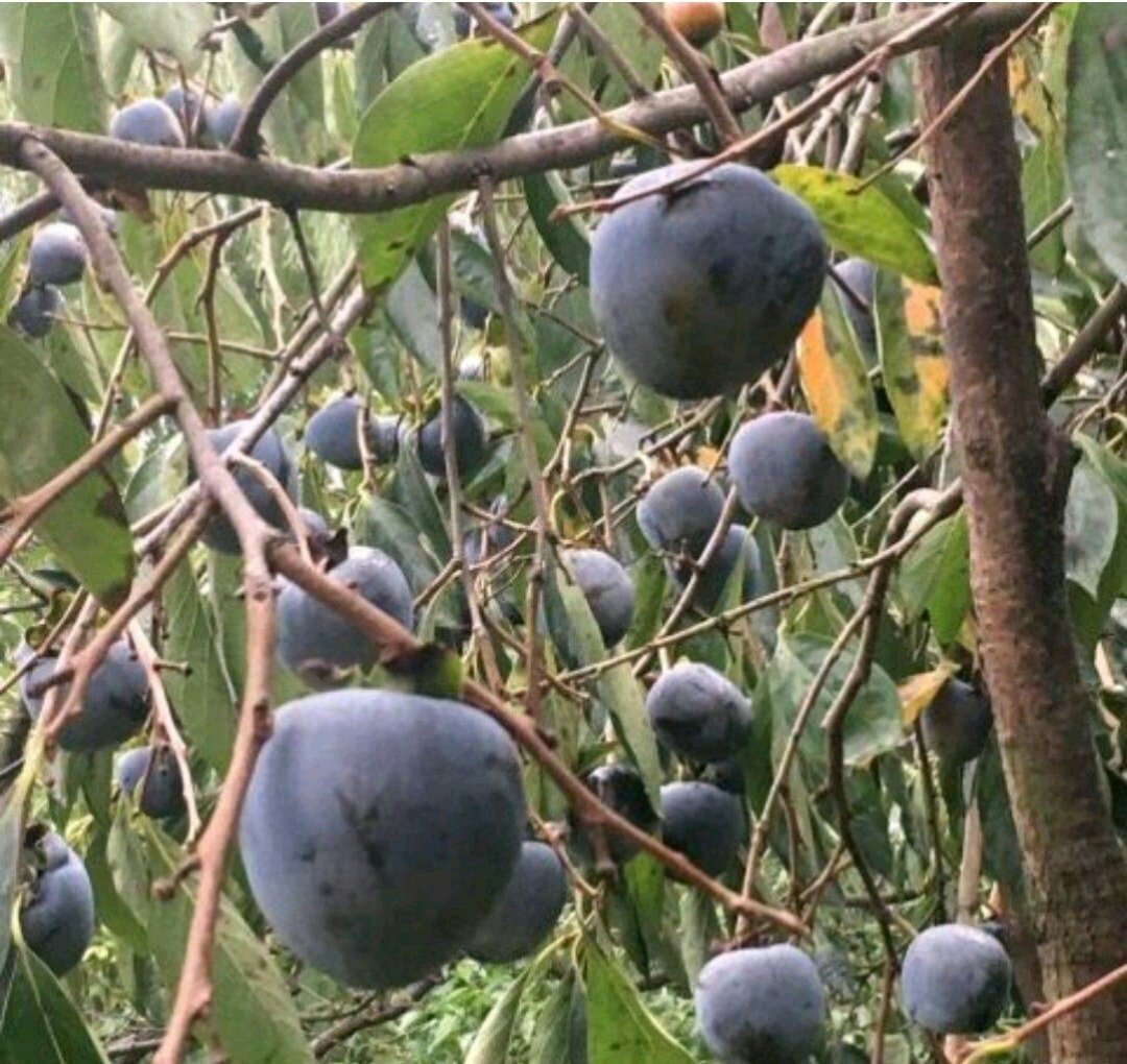 图片说明:东北集市中摆满冻柿子的摊位,摊主正在向顾客介绍产品,周围是熙熙攘攘的采购人群,展现浓郁的市井风情 东北集市上售卖冻柿子的摊位