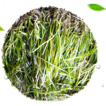 长苦草河道治理净化水质虾蟹鱼塘深水长苦草