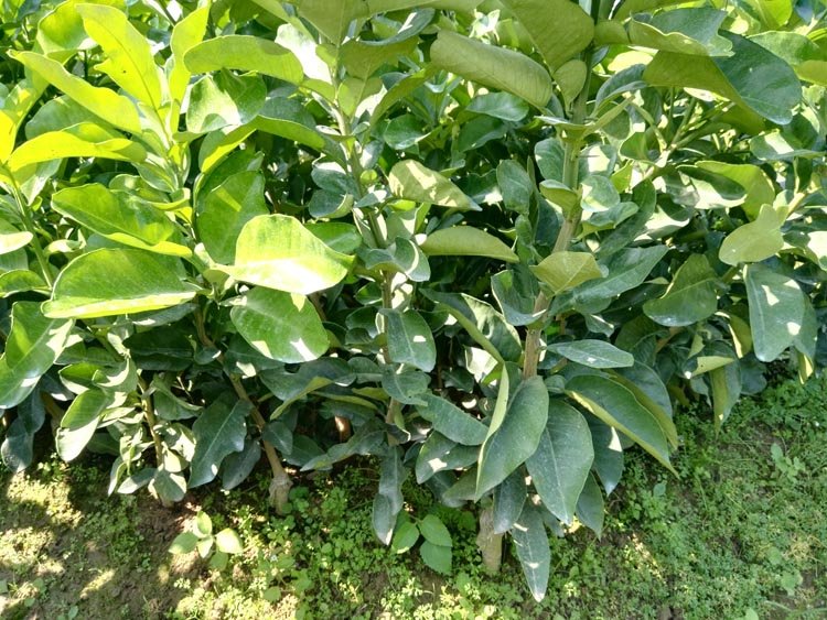 红心柚子基地果园全景,展示成片种植的红心柚果树,阳光洒落,果实累累 红心柚子基地的果园全景