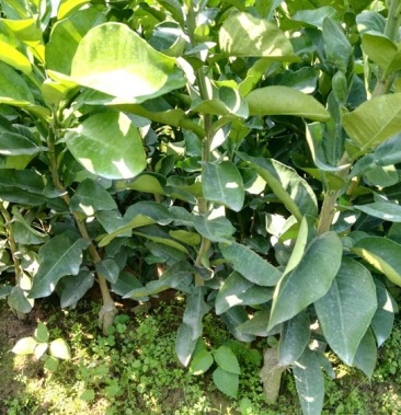 沙田柚苗容县沙田柚苗红心柚苗三红蜜柚苗