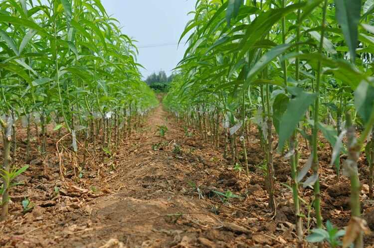 黄金蜜4号黄桃苗幼苗特写