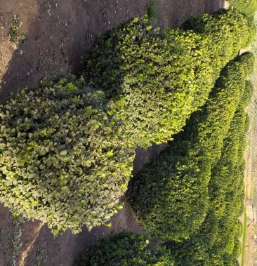 供应,胶东卫毛球1米-1米,1.20-1.20冠