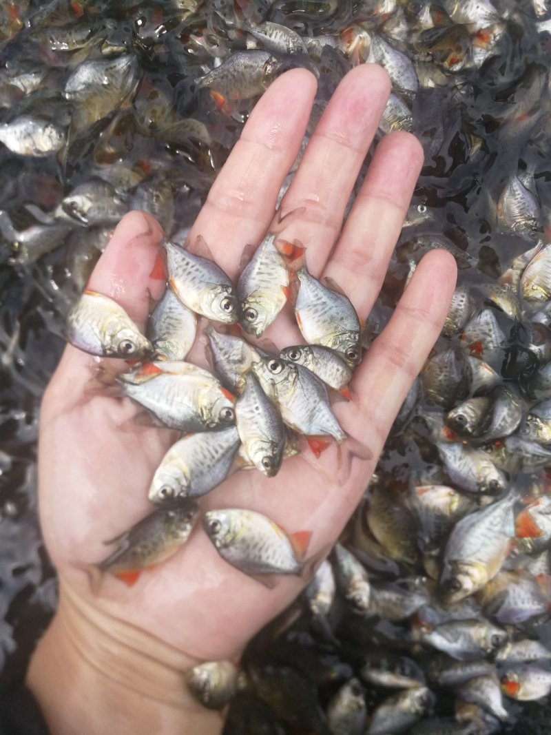 [鲳鱼苗批发]广东江门台山市鲳鱼苗 0.20元/个白鲳鱼苗 _ 一亩田