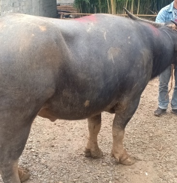 越南水牛缅甸泰国黄牛