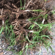 黄花菜种苗