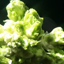 精品儿菜
