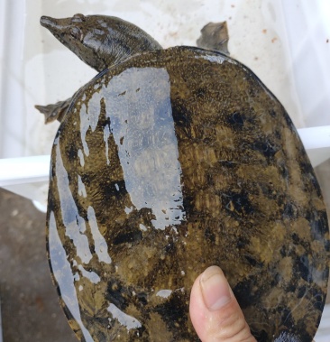 湖北江汉地区甲鱼1520斤一手货源收购批发一条龙