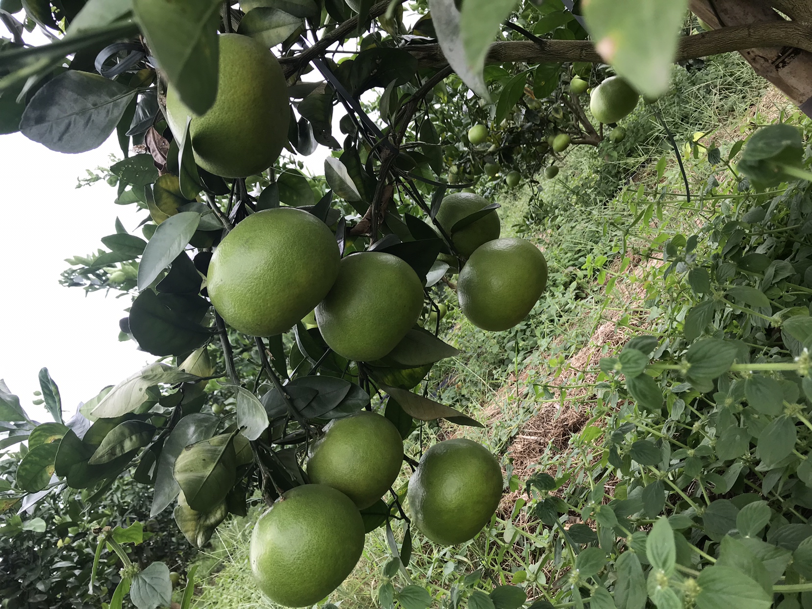 马叙葡萄柚果园实景图展示成片种植的果树与挂果状态 马叙葡萄柚果园实景图