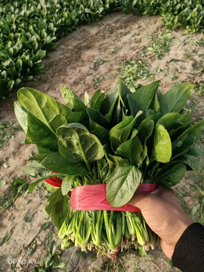 [小叶菠菜批发]小叶菠菜价格0.80元/斤 - 一亩田
