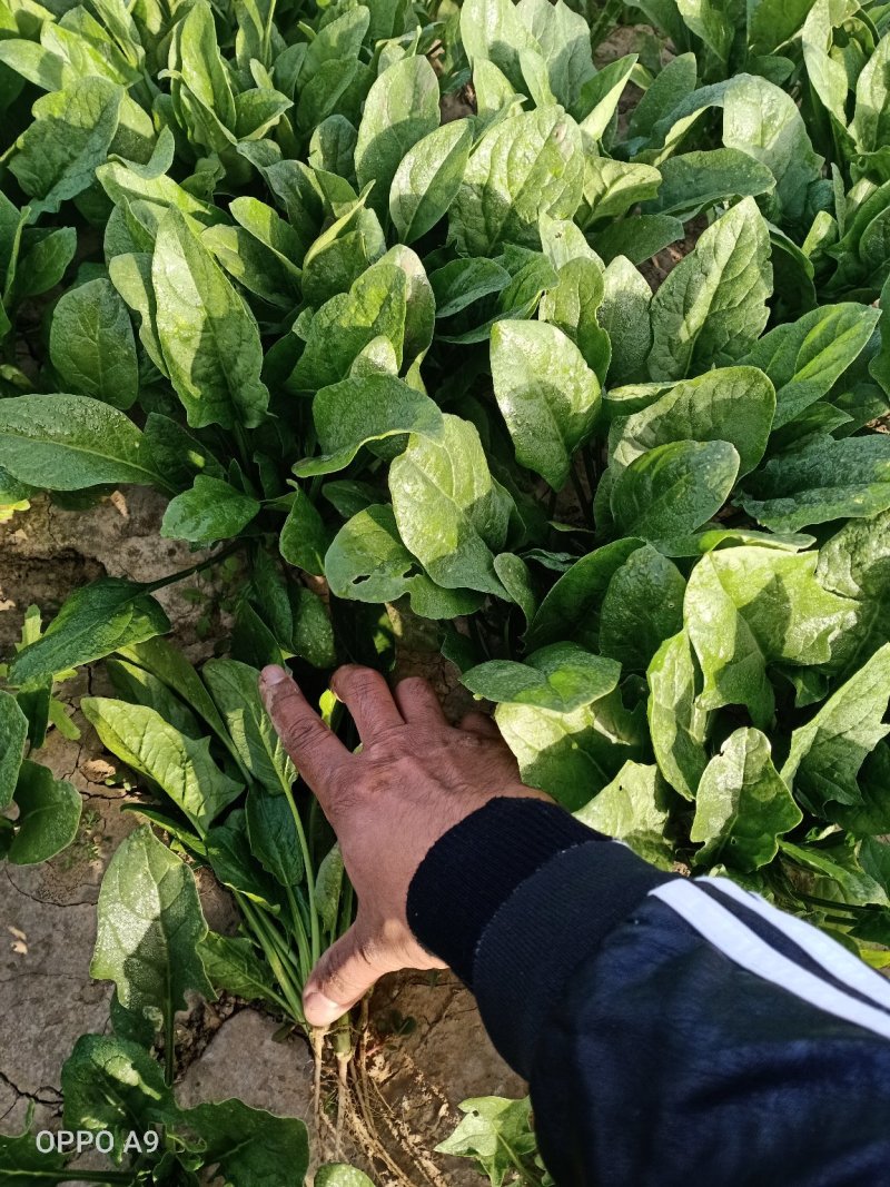 [小叶菠菜批发]小叶菠菜价格0.80元/斤 - 一亩田