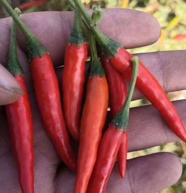 815@各种高辣产品