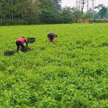 豌豆尖