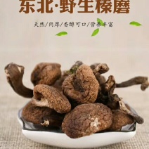 东北野生榛蘑干品嫩丁无根炖鸡炖肉口感更香包邮