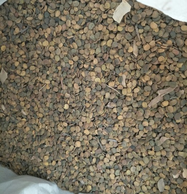 [冬青种子批发]精致沙冬青! .价格60.00元/公斤 - 一亩田