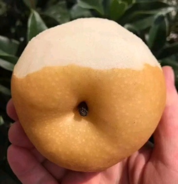 晚秋梨 大量出售欢迎大量收购