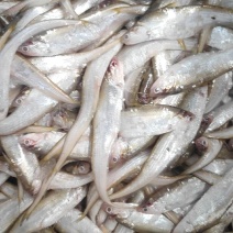 黄河刀鱼