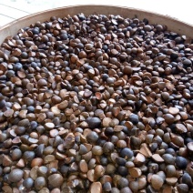 出售油茶籽，木籽，山茶籽