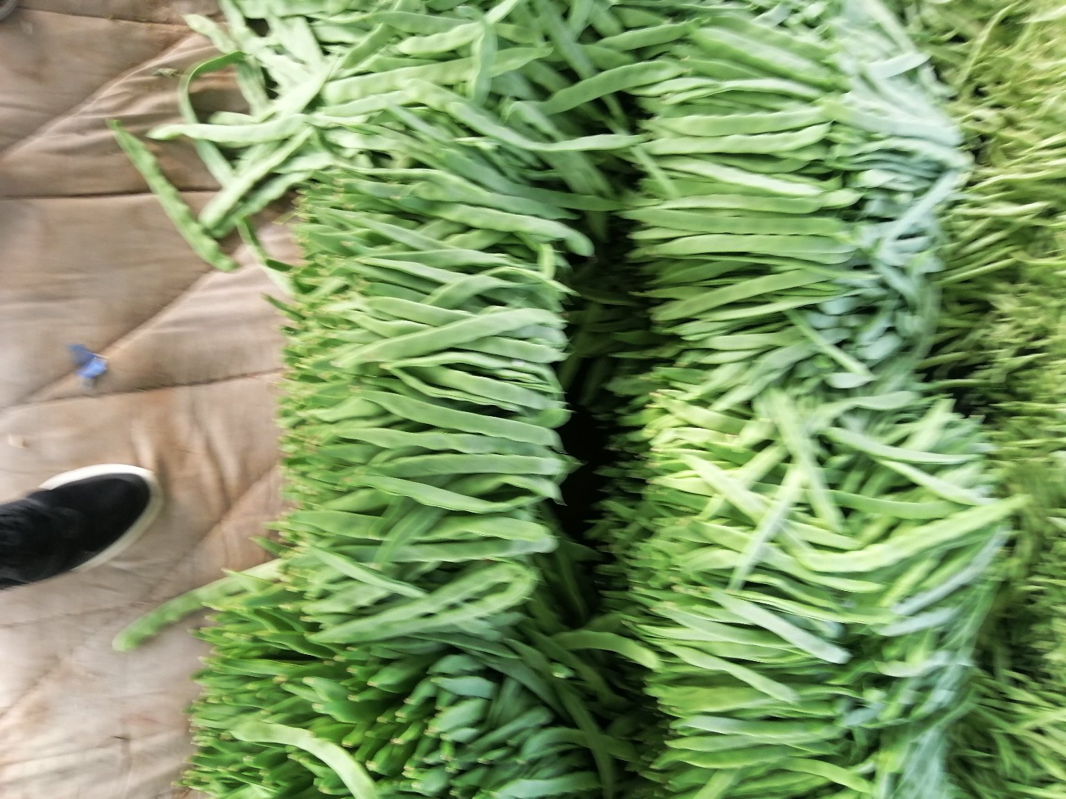 扁豆的种类展示图