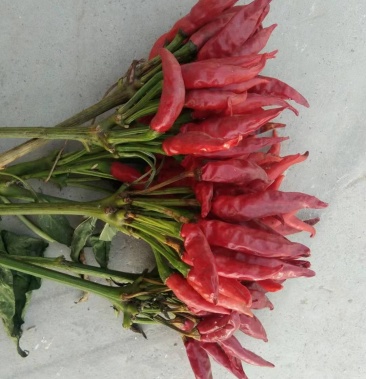 [朝天椒批发]三英8号朝天椒价格7.00元/斤 - 一亩田