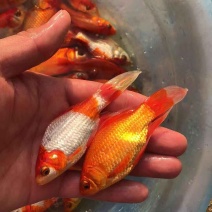 锦鲫
