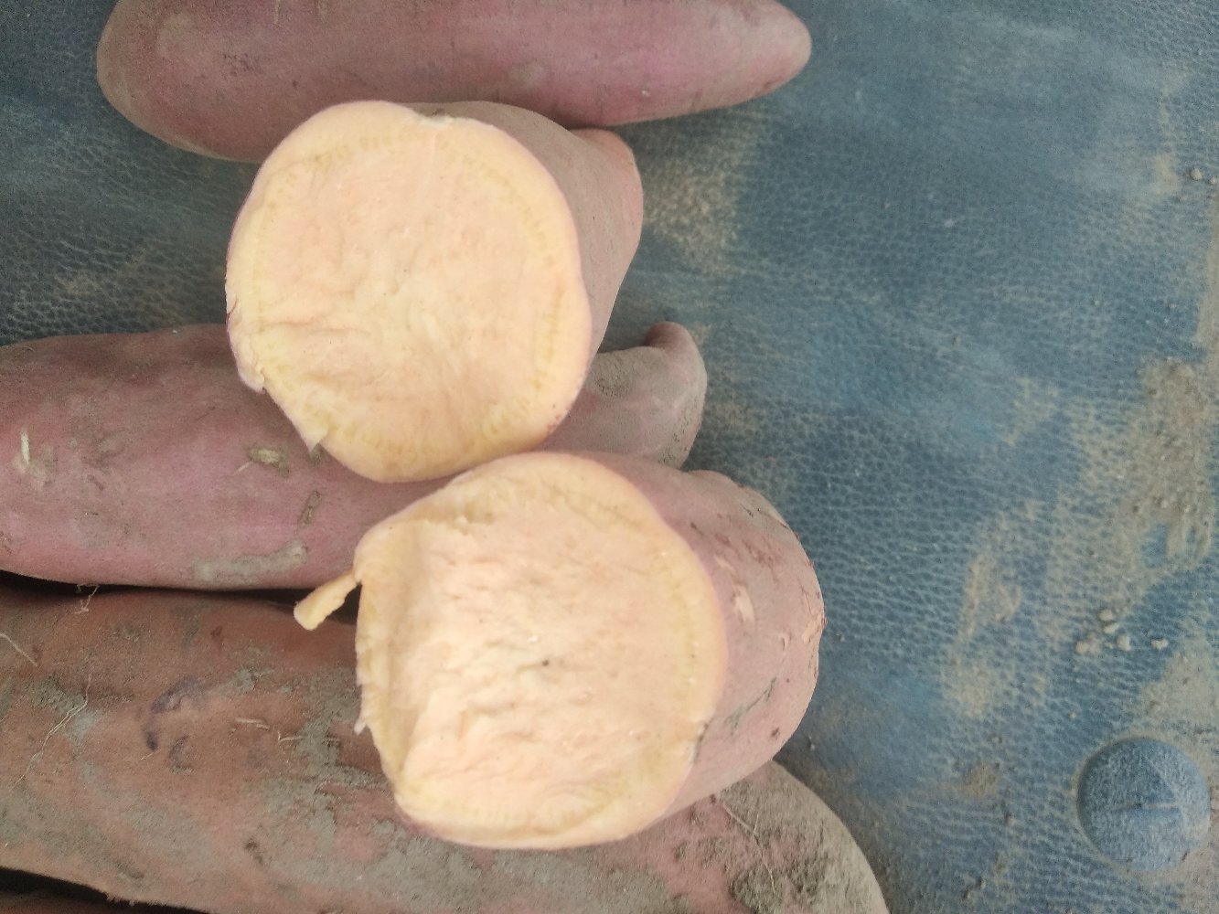 商薯19红薯切面展示