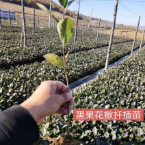 黑果花楸小苗15-25公分高及工程苗大量出售