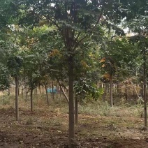 12公分精品栾树价格美丽树形优美量大从优