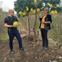 柚子树蜜柚结果大树庭院果树