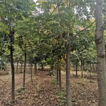 10公分栾树12公分栾树价格美丽量大从优