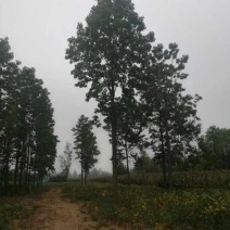 20公分楸树量大价格美丽树形优美先到先得