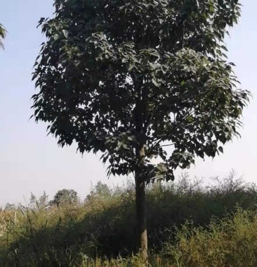 20公分精品楸树量大价格优树形优美先到先得