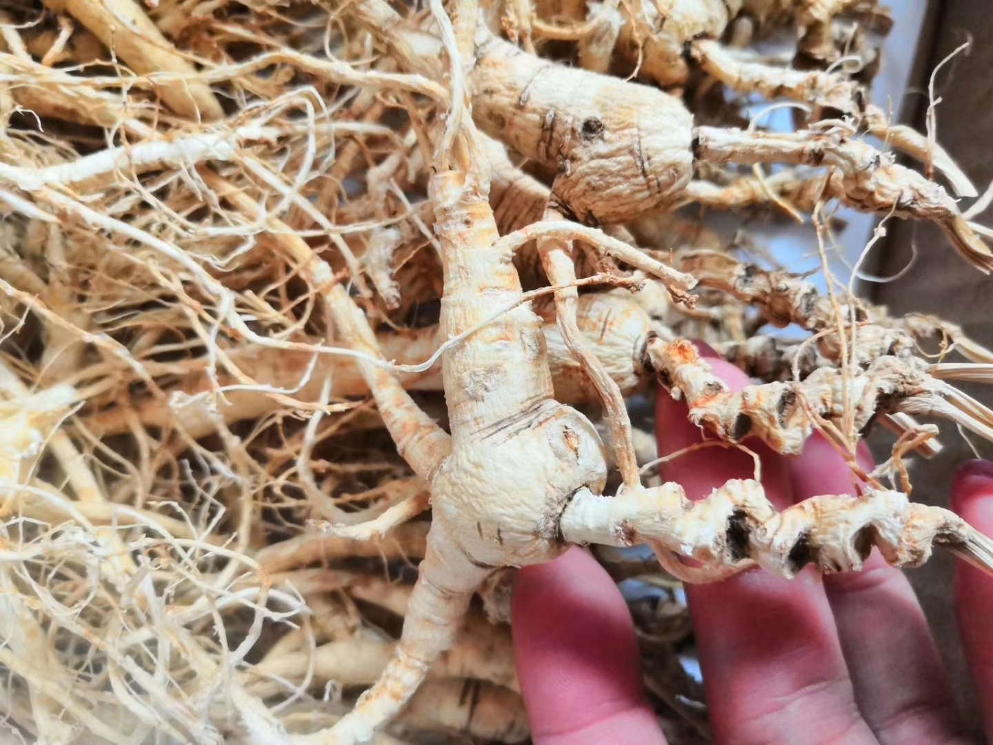 两张并列展示的人参标本照片,左侧为普通林下参,根体较粗壮、纹理较浅;右侧为林下山参,根形曲折、芦头明显、须根细长并带有珍珠点,标注了‘林下参’与‘林下山参’字样 林下参与林下山参对比图