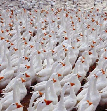 收购大鹅70天以上籽鹅河南地区