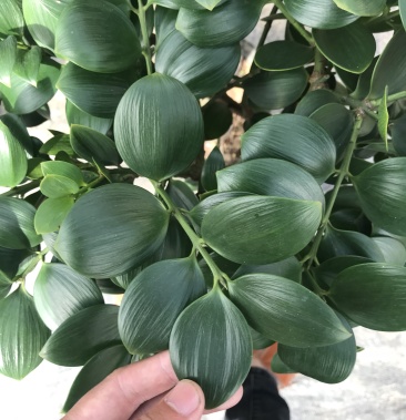 【品质种苗】圆叶竹柏桩 造氧神器 适用庭院盆栽/园林造景