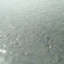 鲫鱼